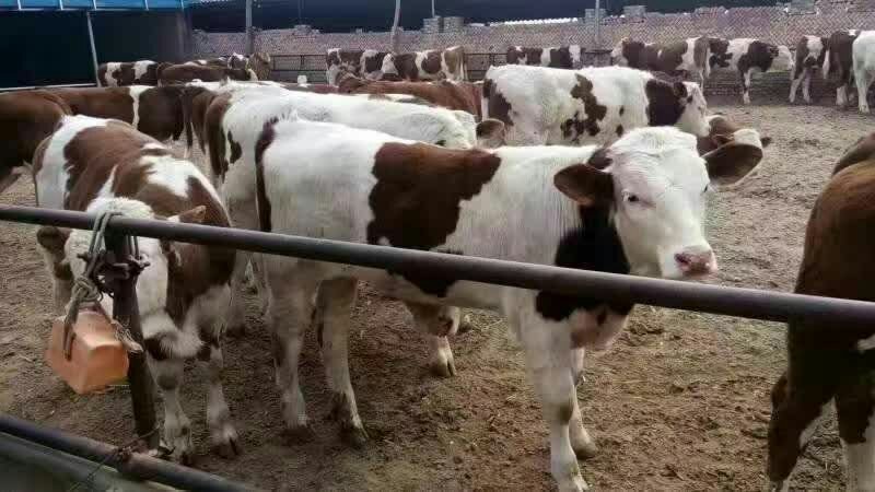 长期供应优质，肉牛，奶牛