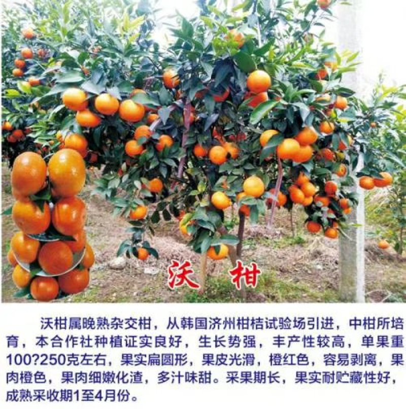 沃柑苗嫁接苗三年大苗高度50～150公分之间
