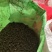 大量供应夏天无种子