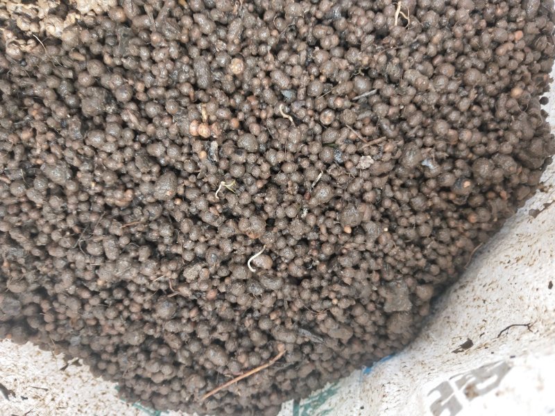 大量供应夏天无种子