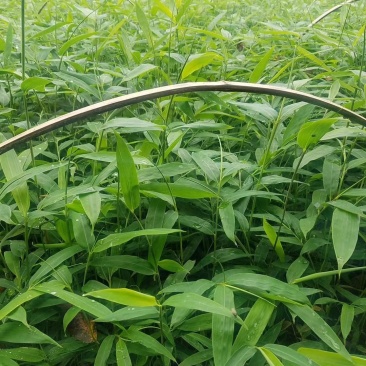 方竹，大竹