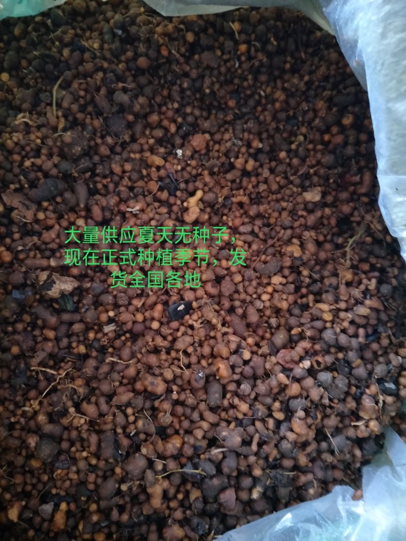 大量供应夏天无种子