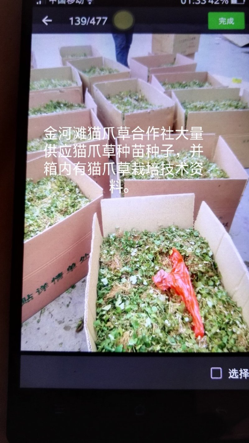 猫爪草种苗
