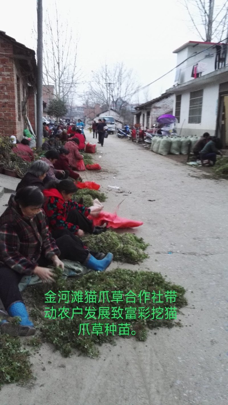 猫爪草种苗