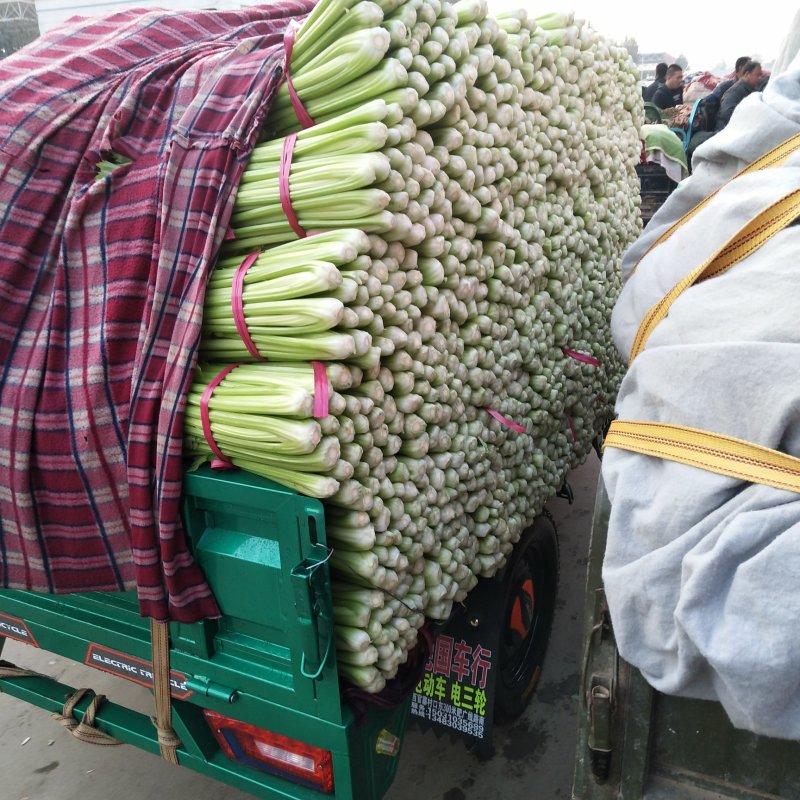 芹菜精品西芹河北发货新鲜蔬菜批发欢迎选购