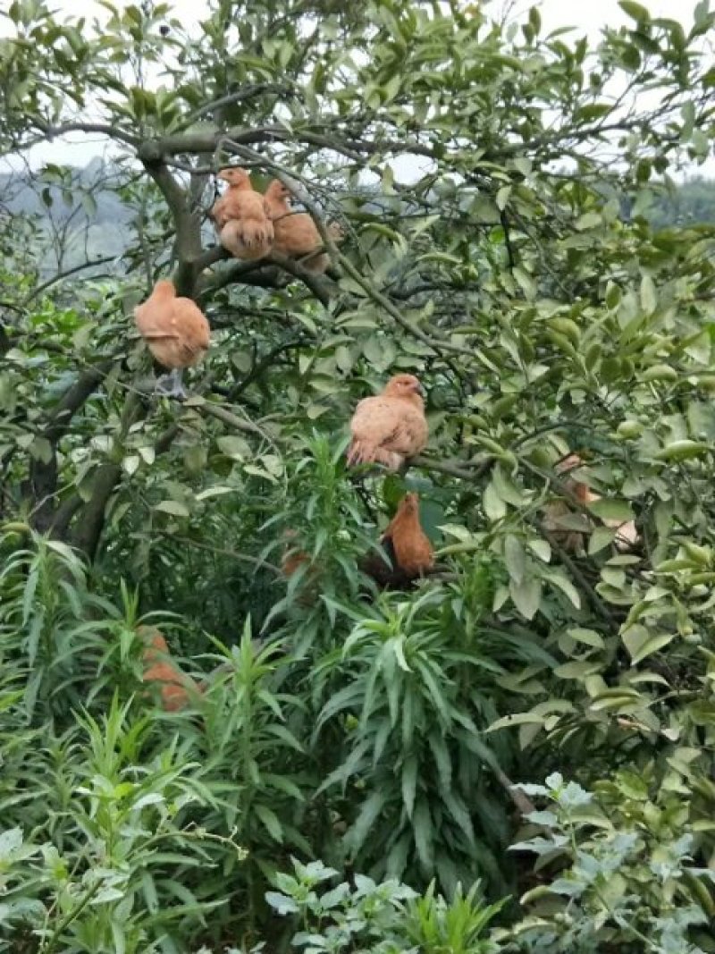 栖息在果树上的土鸡