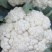 好的质量雪白雪白的