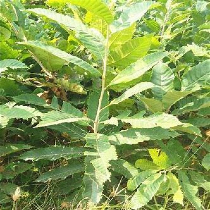 栗子苗核桃苗1-2年