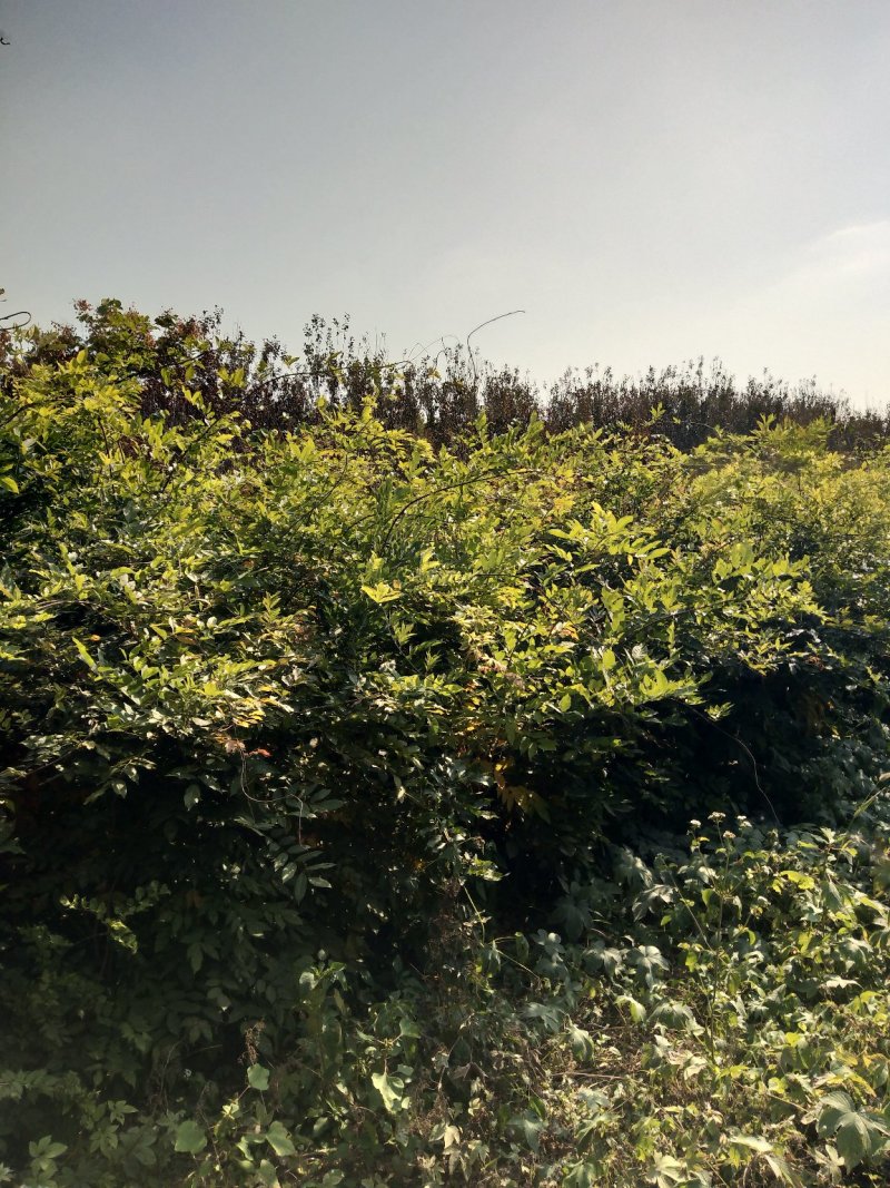 紫藤苗爬藤快当年开花大小规格都有货