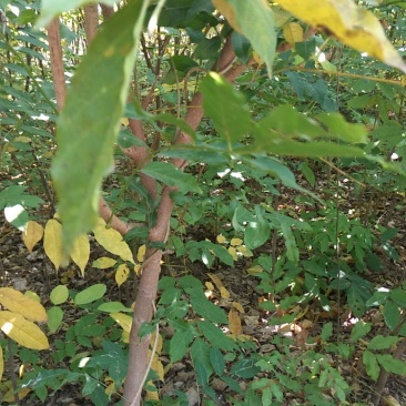 紫藤苗爬藤快当年开花大小规格都有货