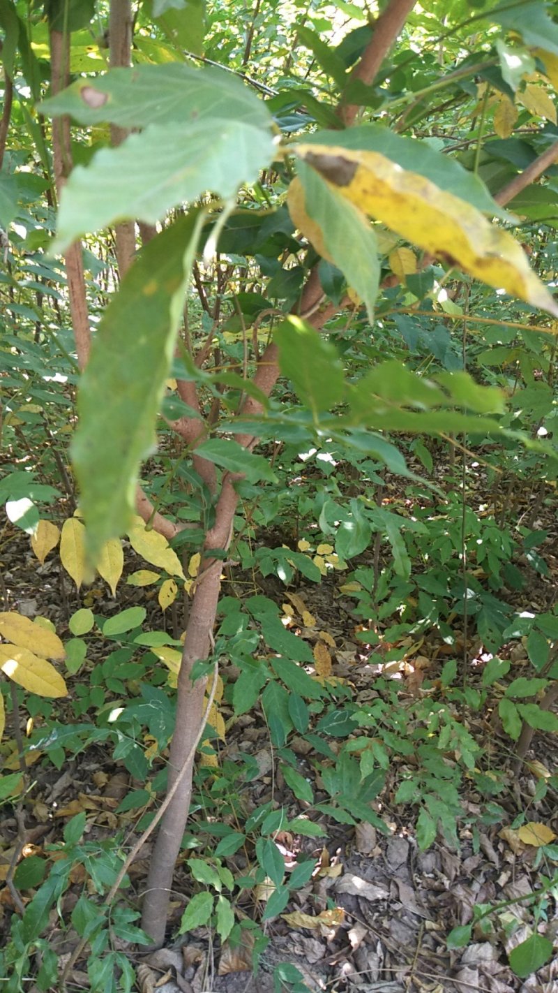 紫藤苗爬藤快当年开花大小规格都有货