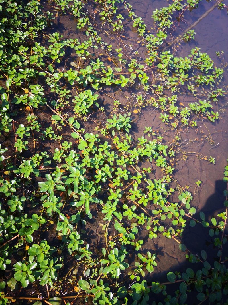 黄花水龙，养殖小龙虾好草