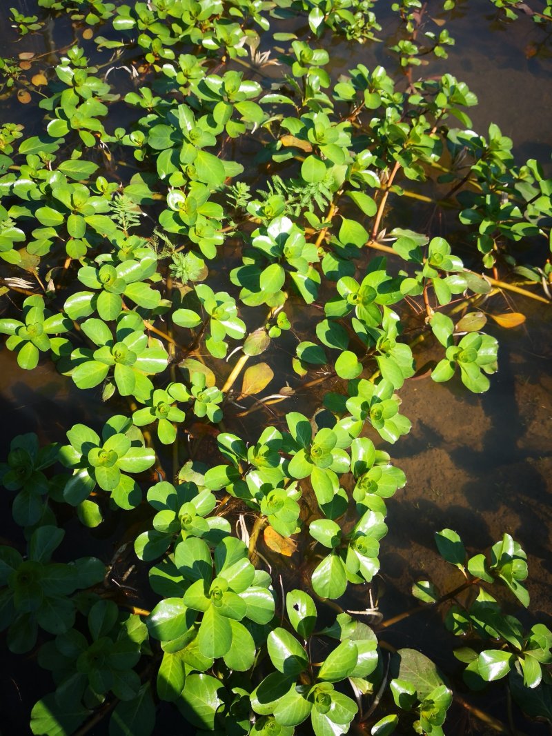 黄花水龙，养殖小龙虾好草