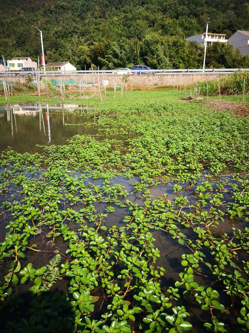 黄花水龙，养殖小龙虾好草