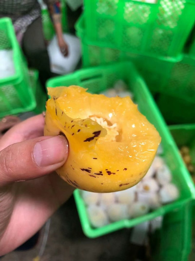 人参果