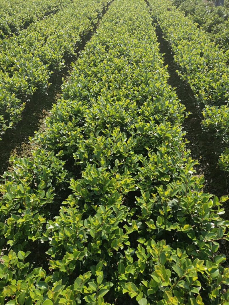 湖南茶梅球，茶梅小苗，优质茶梅小苗，茶梅价格，茶梅基地