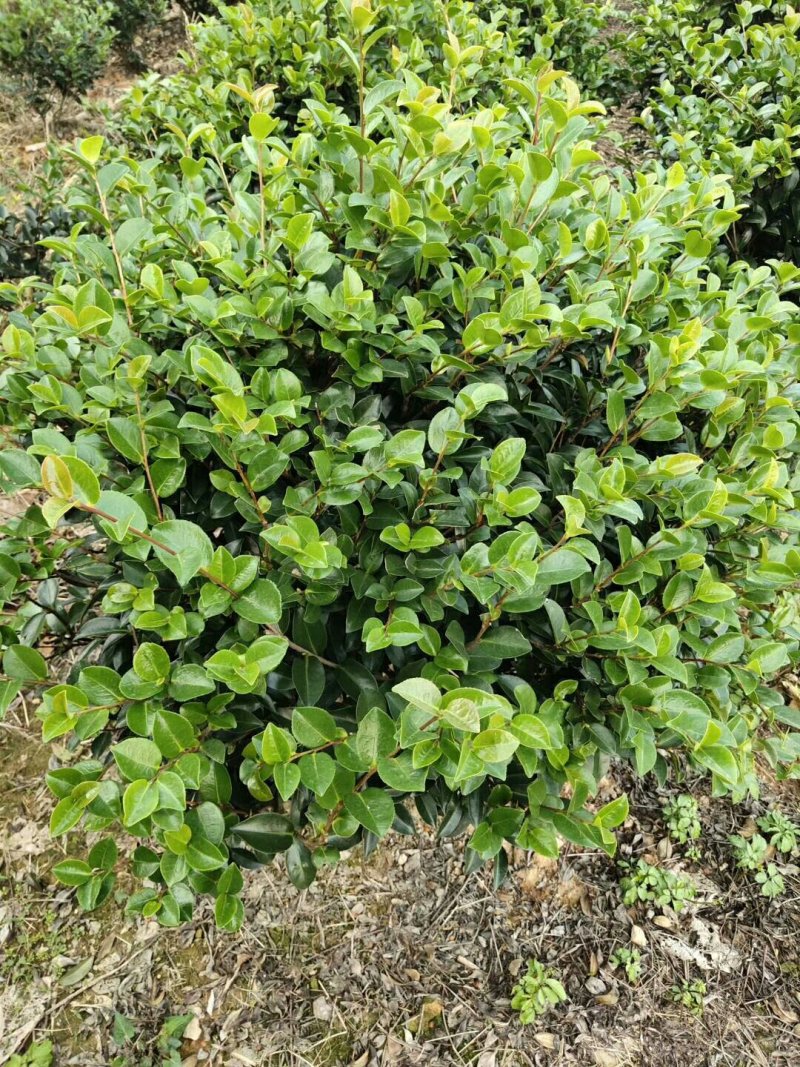 湖南茶梅球，茶梅小苗，优质茶梅小苗，茶梅价格，茶梅基地