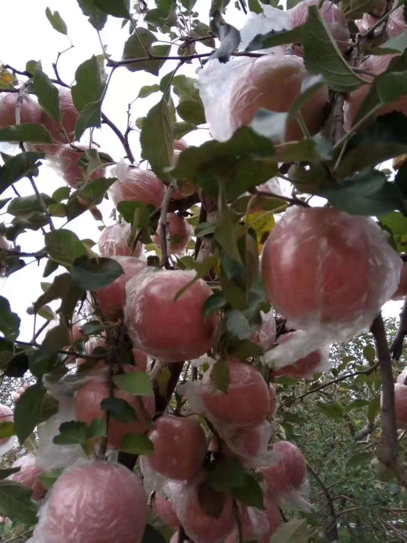 山西运城市万黄土高原硬度好冰糖心耐运输纸加膜香脆甜红富士