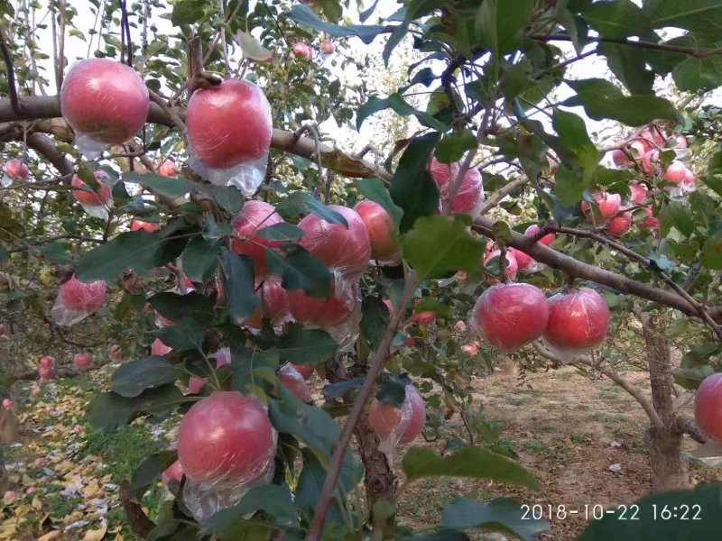 山西运城市万黄土高原硬度好冰糖心耐运输纸加膜香脆甜红富士
