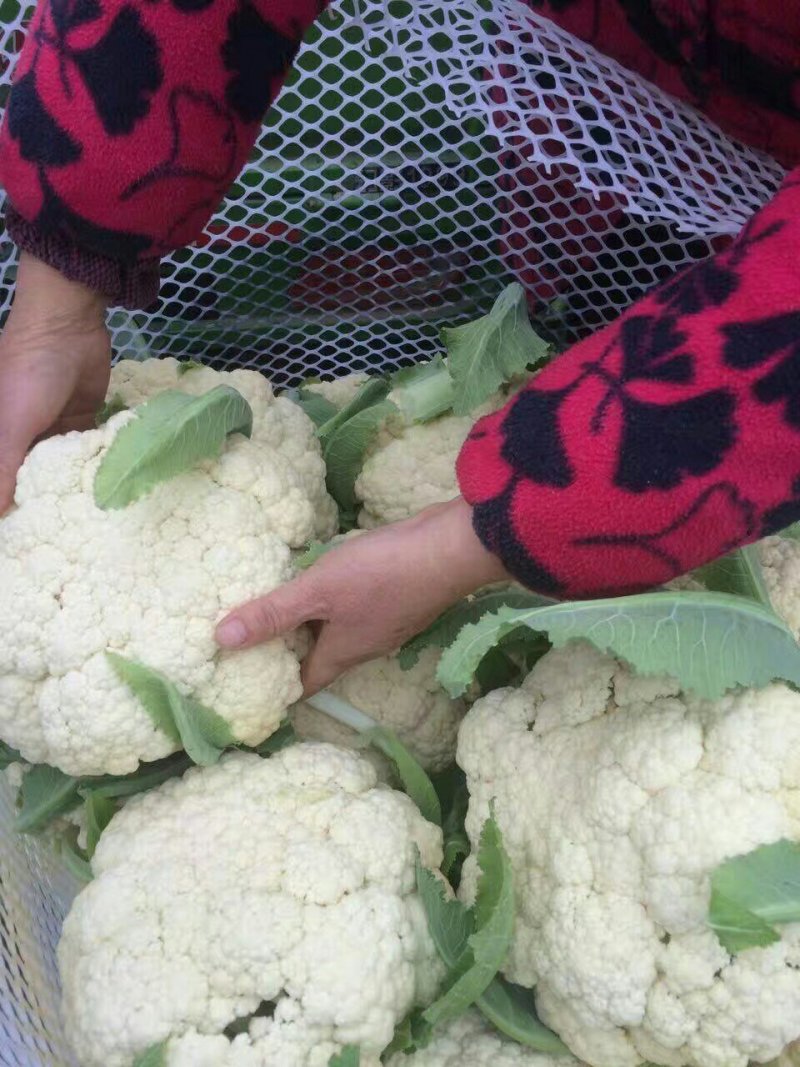 有机花菜:有机花菜。