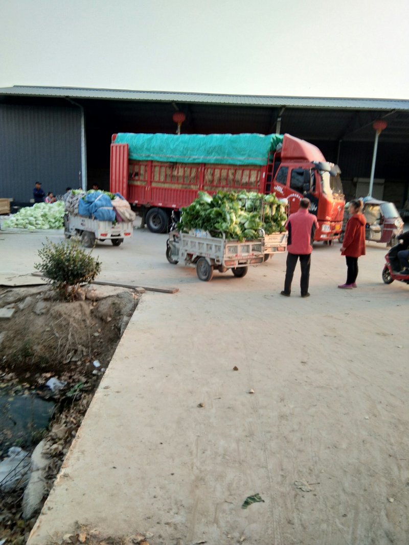 苏北地区精品夏阳白菜大量供应中！2~3斤净菜