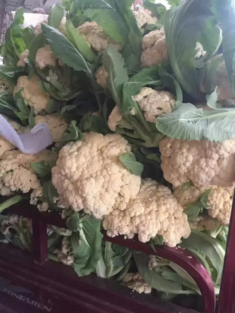 青梗白面有机花松花菜