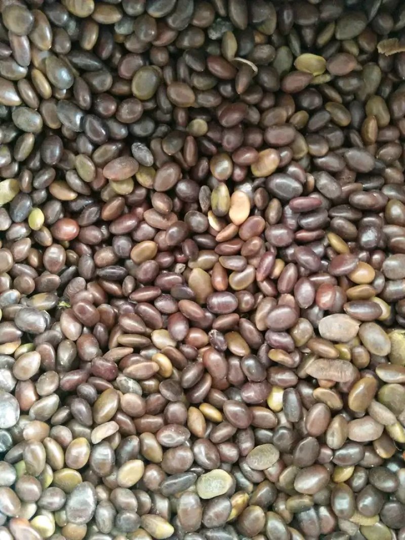 小皂角籽，皂角籽，皮扁豆