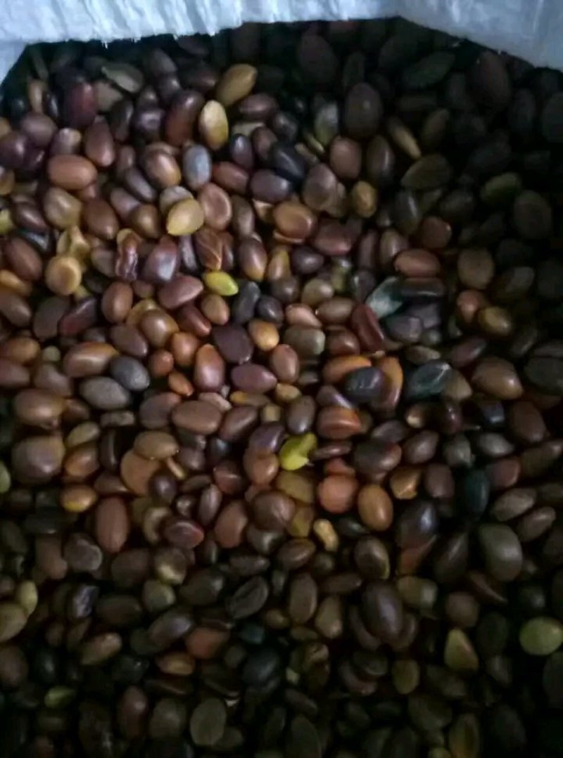 小皂角籽，皂角籽，皮扁豆