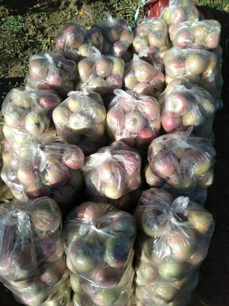 华北果业:大量红富士苹果