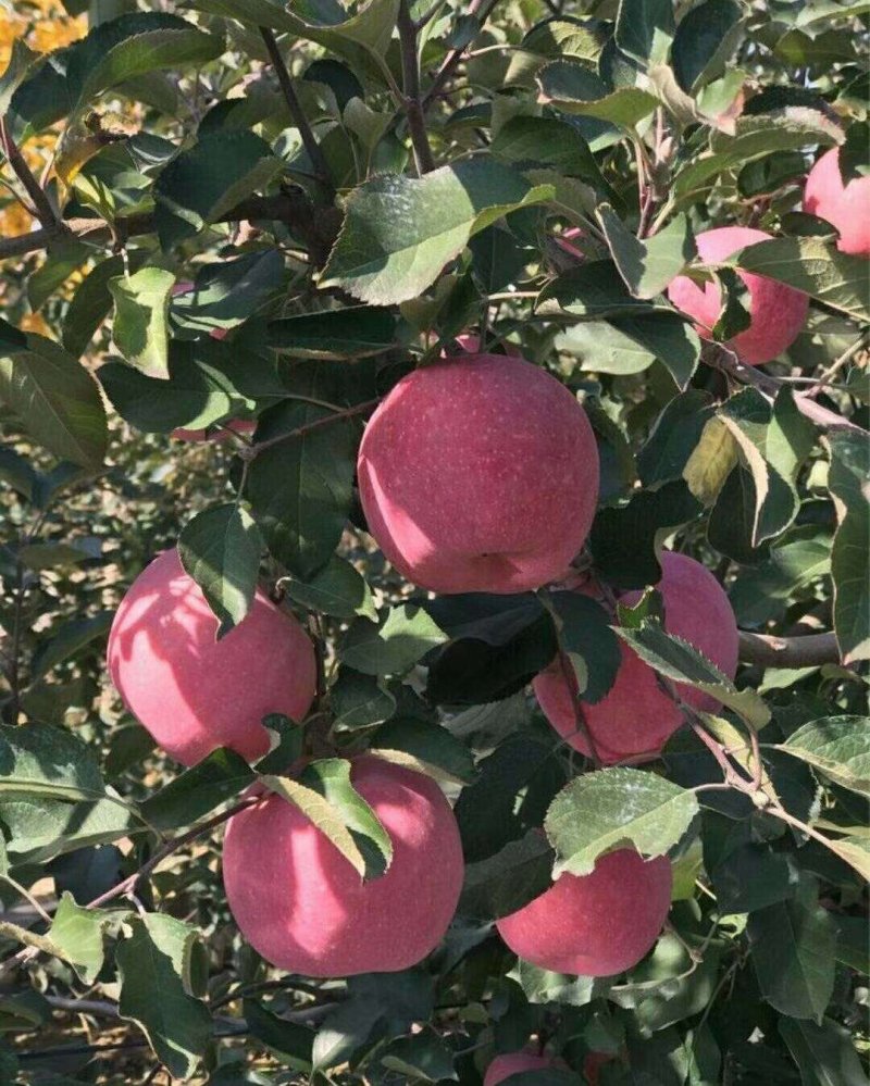 红富士苹果树苗80cm以上