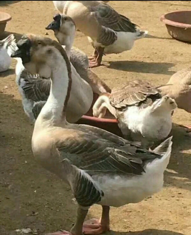 狮头鹅苗