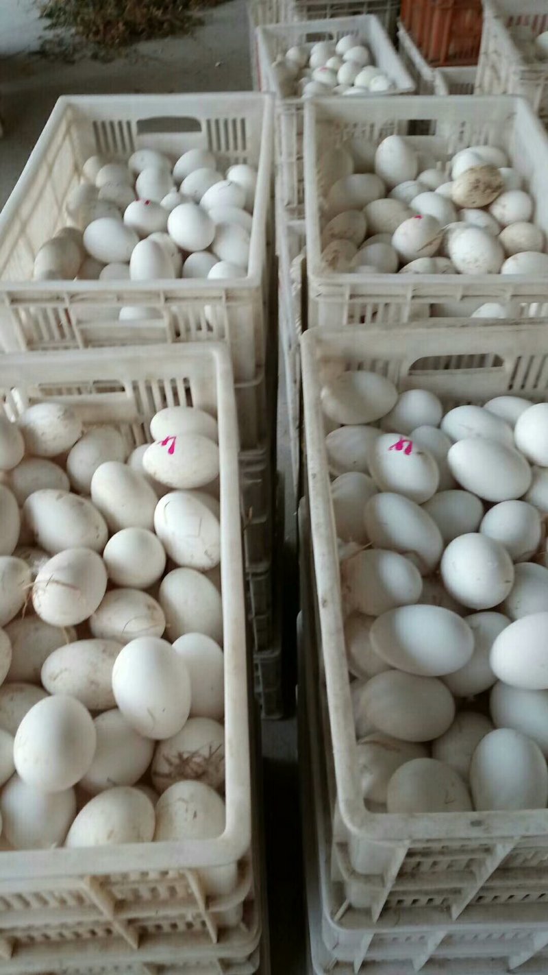 狮头鹅苗