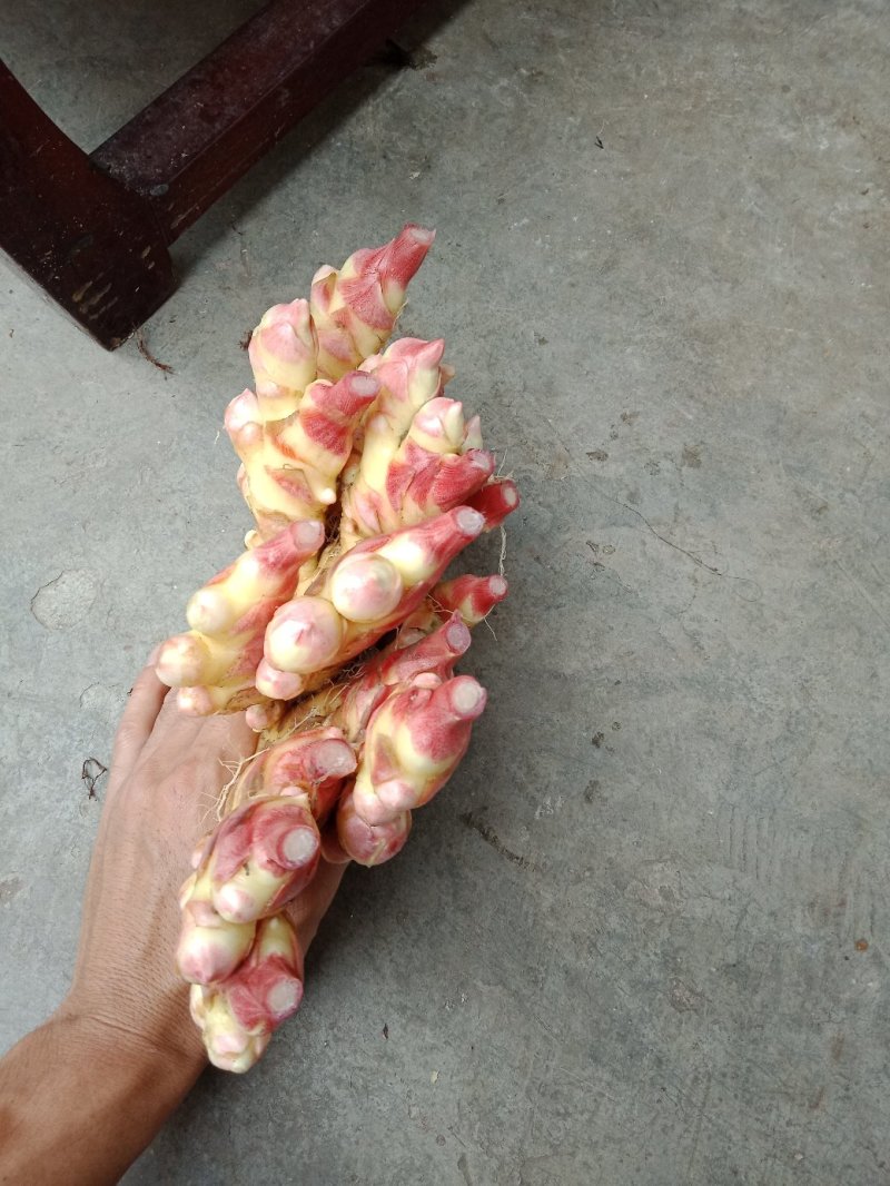 小黄姜