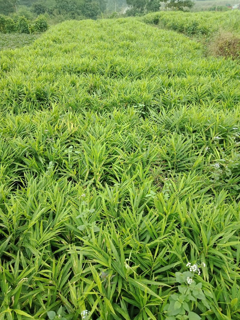 小黄姜
