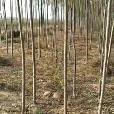 柳树