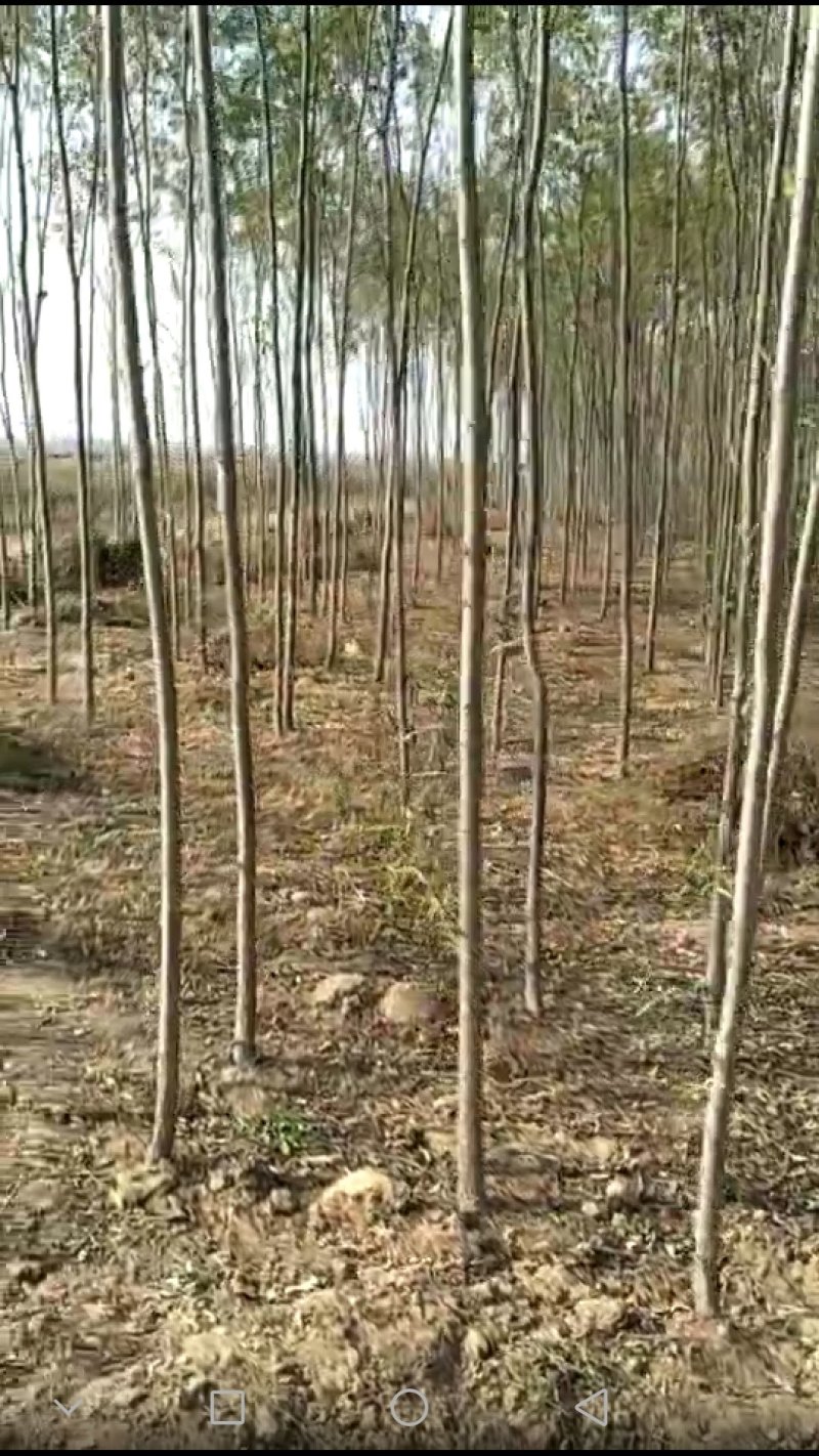 柳树