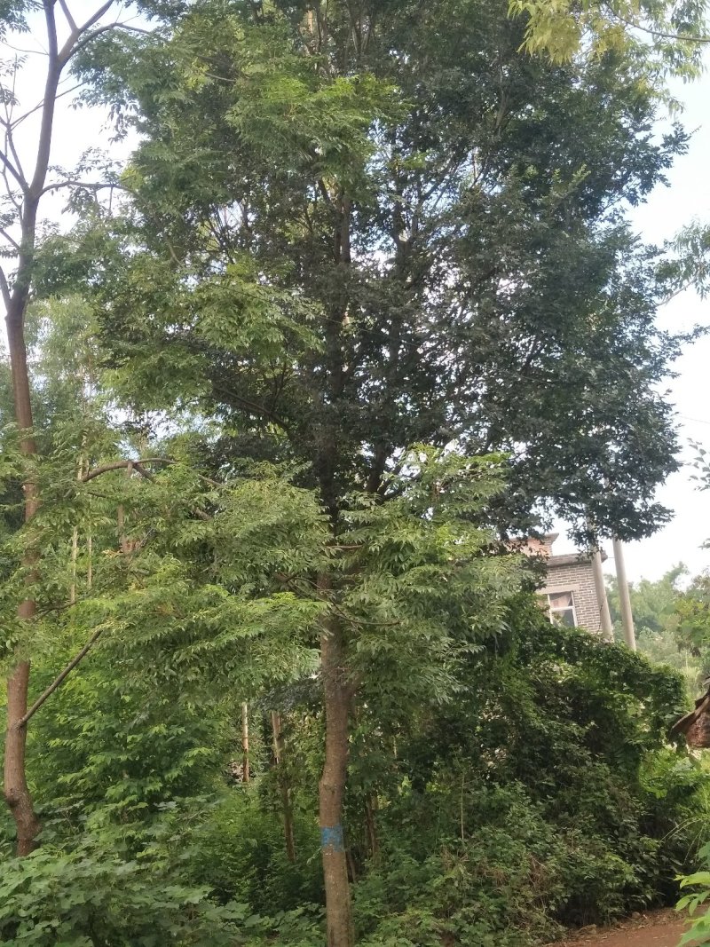 朴树
