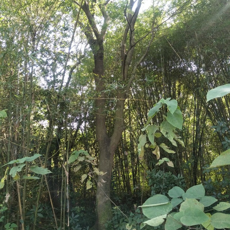 朴树