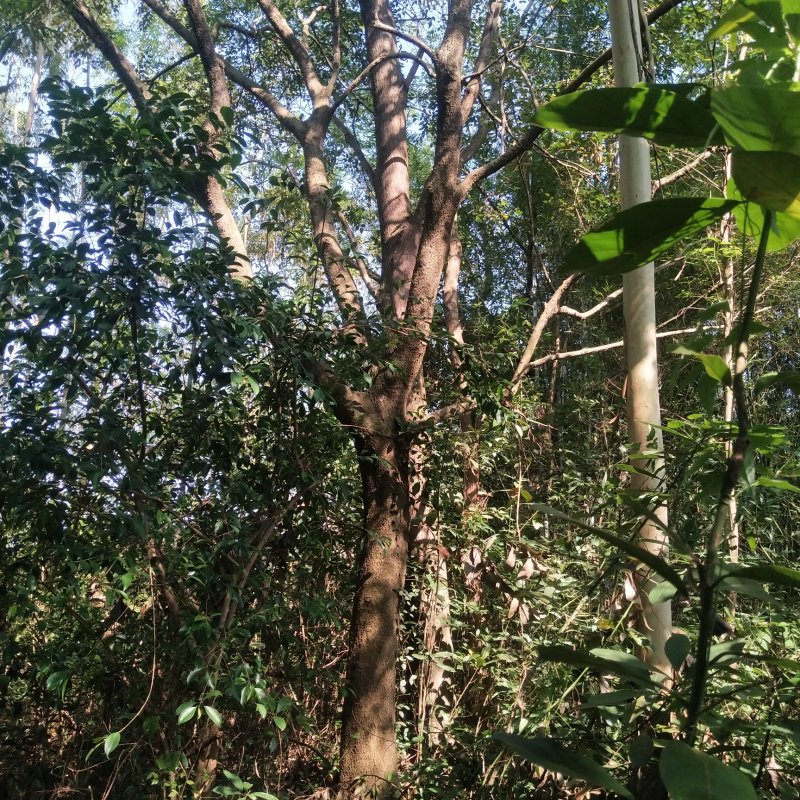 朴树