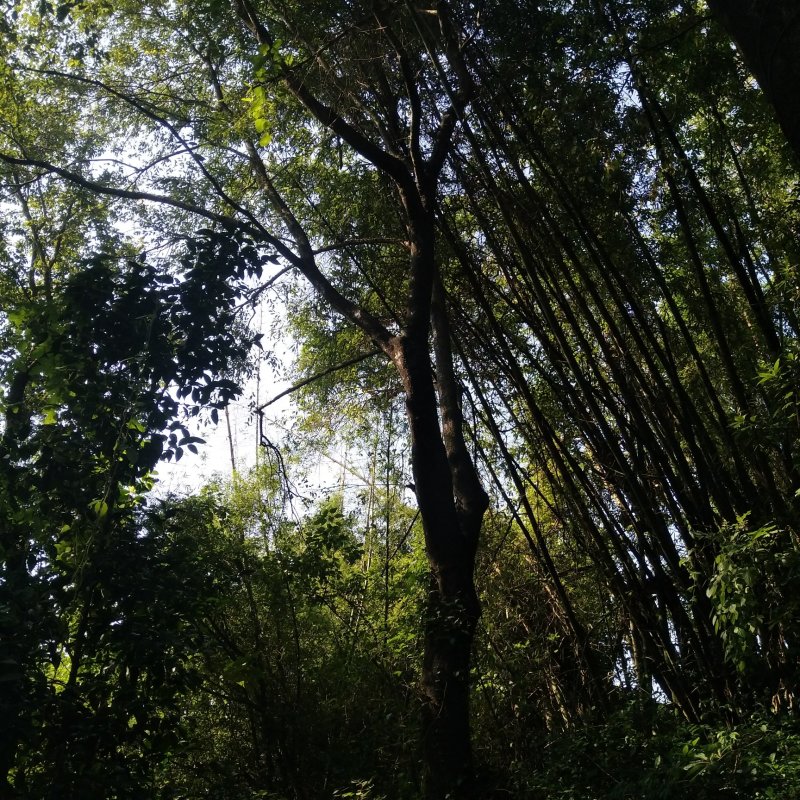 朴树