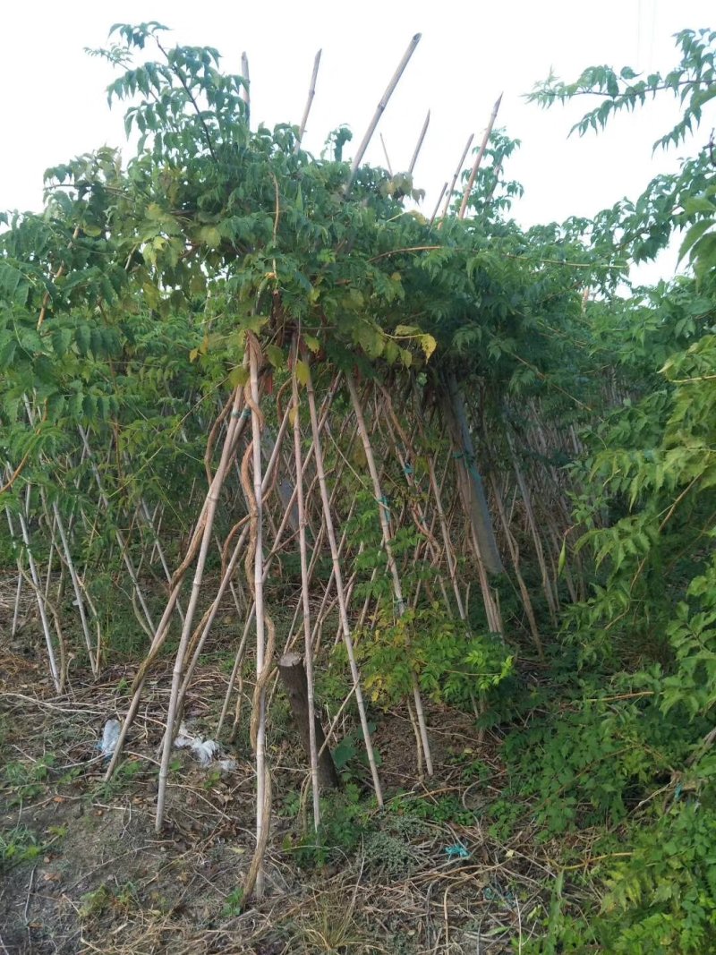 凌霄苗可视频看货选货一亩田线上交易下单购买包邮发货