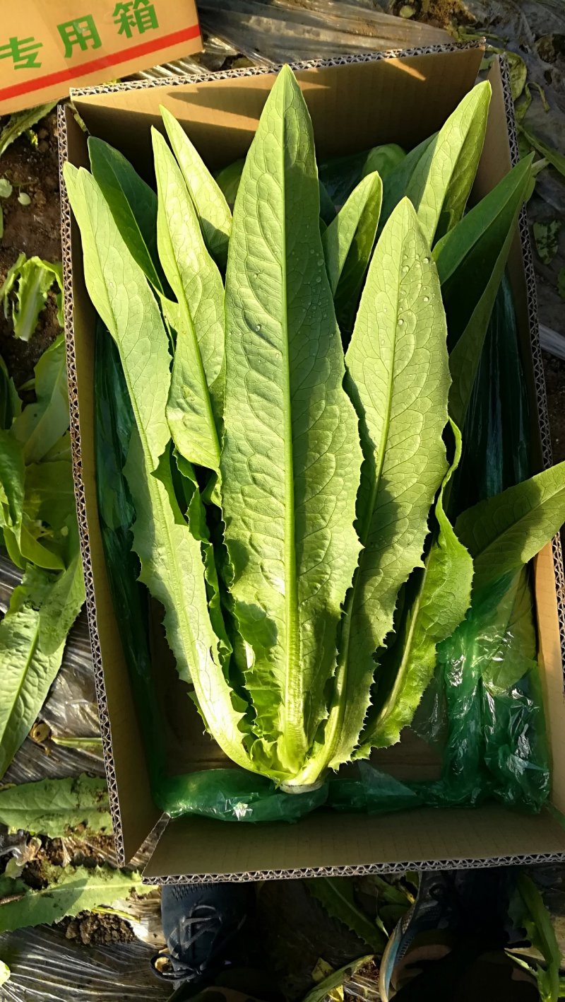 精品油麦菜，好还多