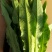 精品油麦菜，好还多