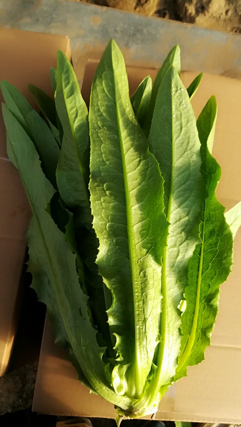 精品油麦菜，好还多
