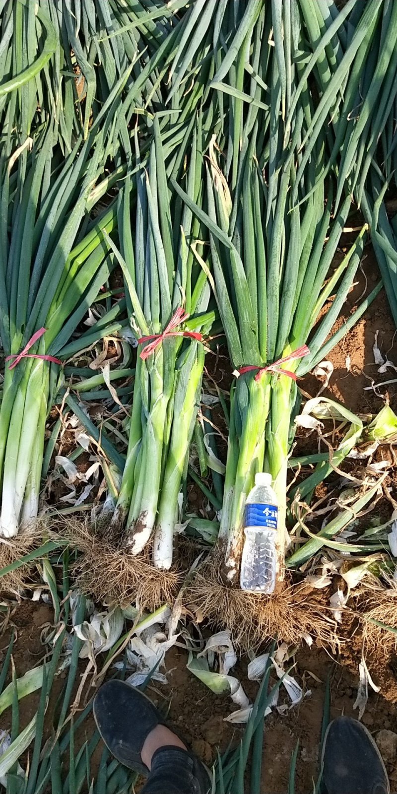 高洁白大葱毛葱2cm左右35~40cm