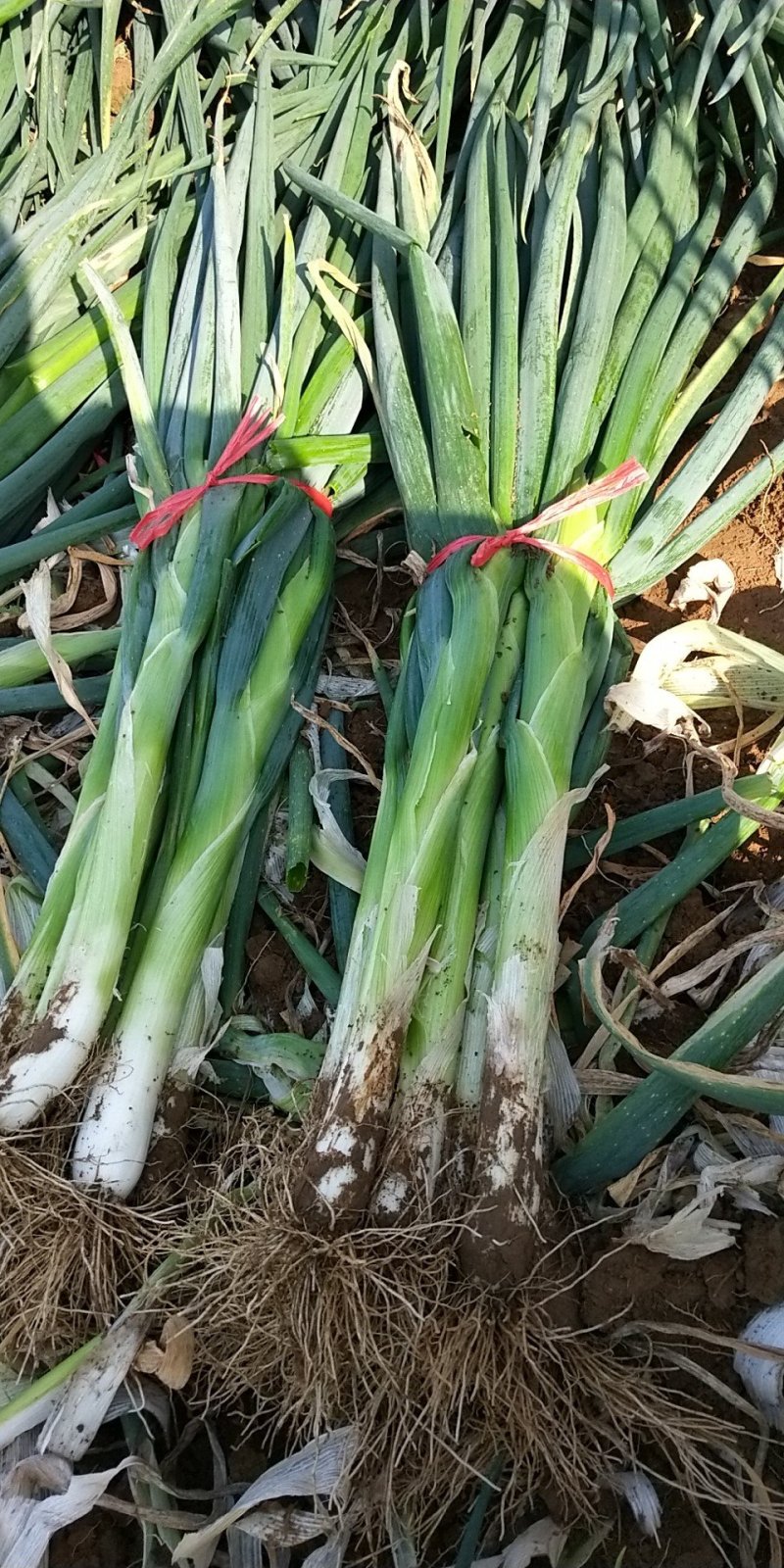 高洁白大葱毛葱2cm左右35~40cm