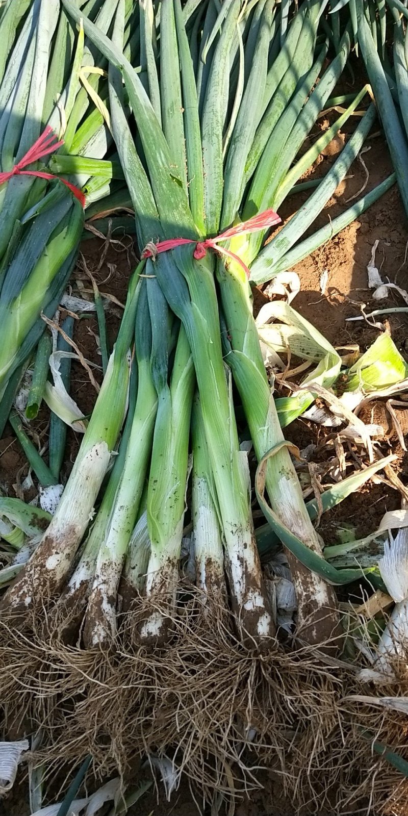高洁白大葱毛葱2cm左右35~40cm