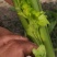 华州大棚芹菜60公分左右开始上市欢迎老板咨询支持视频看货