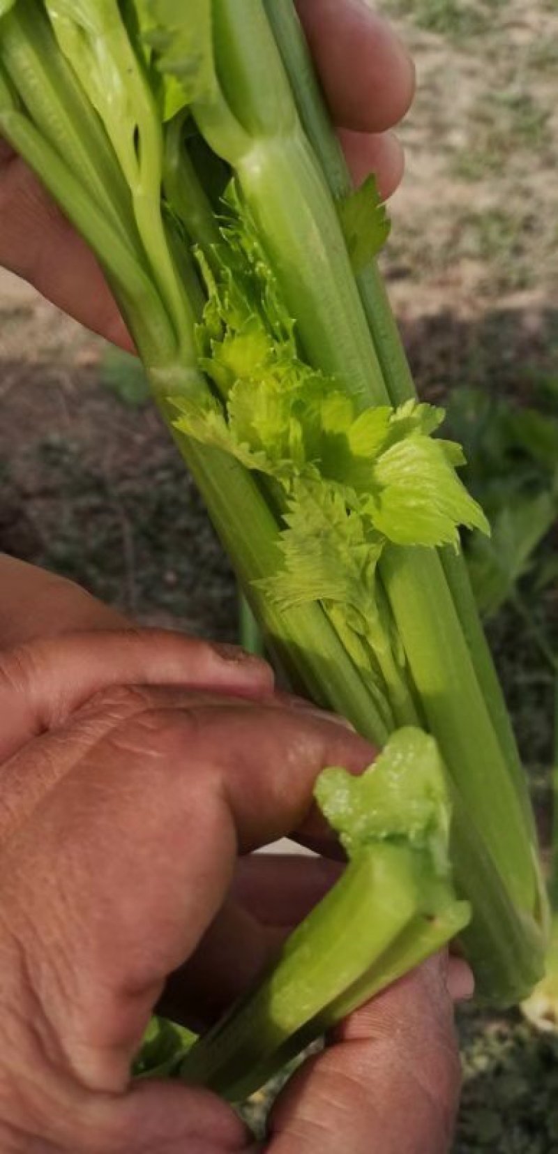华州大棚芹菜60公分左右开始上市欢迎老板咨询支持视频看货