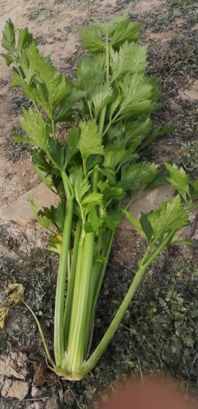华州大棚芹菜60公分左右开始上市欢迎老板咨询支持视频看货